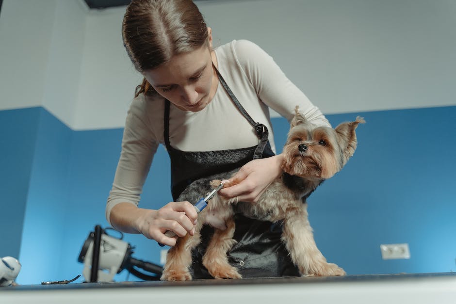 6 Things to Consider When Choosing a Dog Groomer_2
