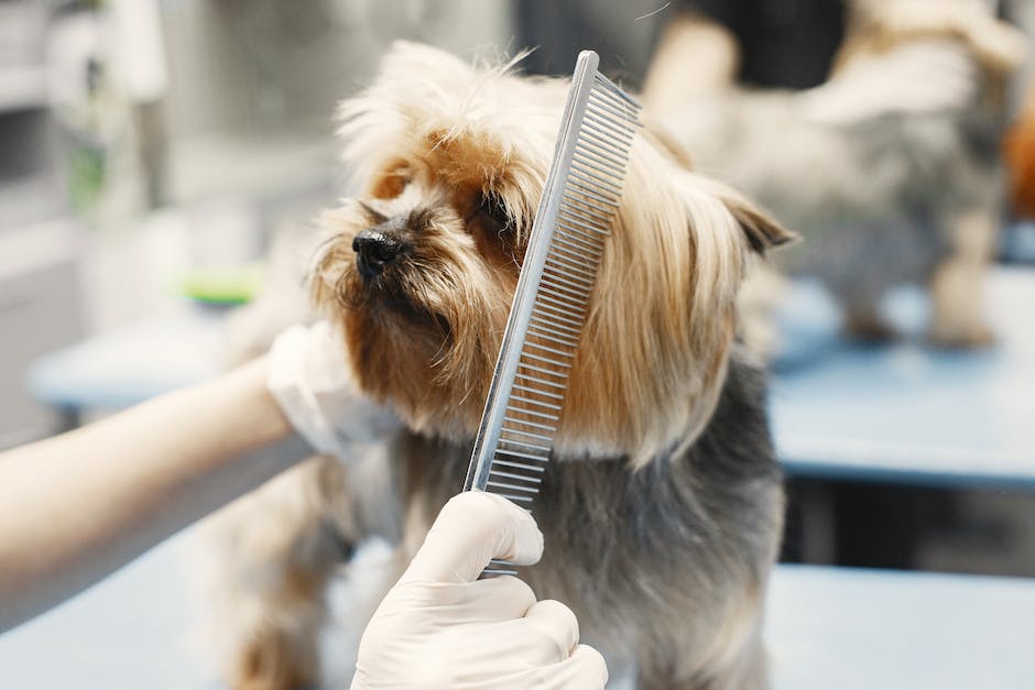 The Top 5 Dog Grooming Services_1