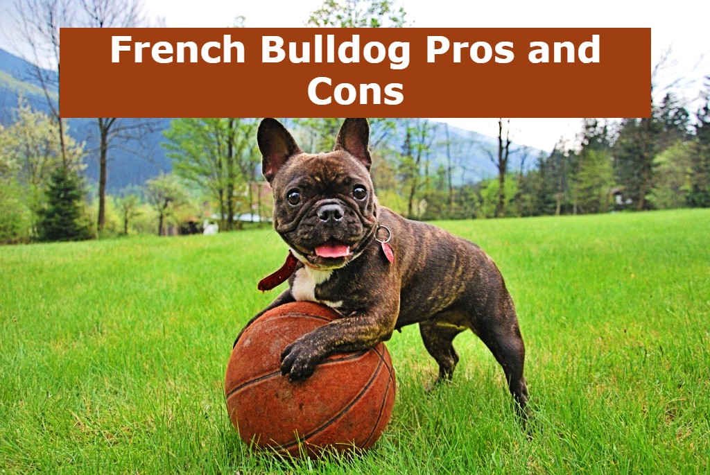 French Bulldog Pros And Cons