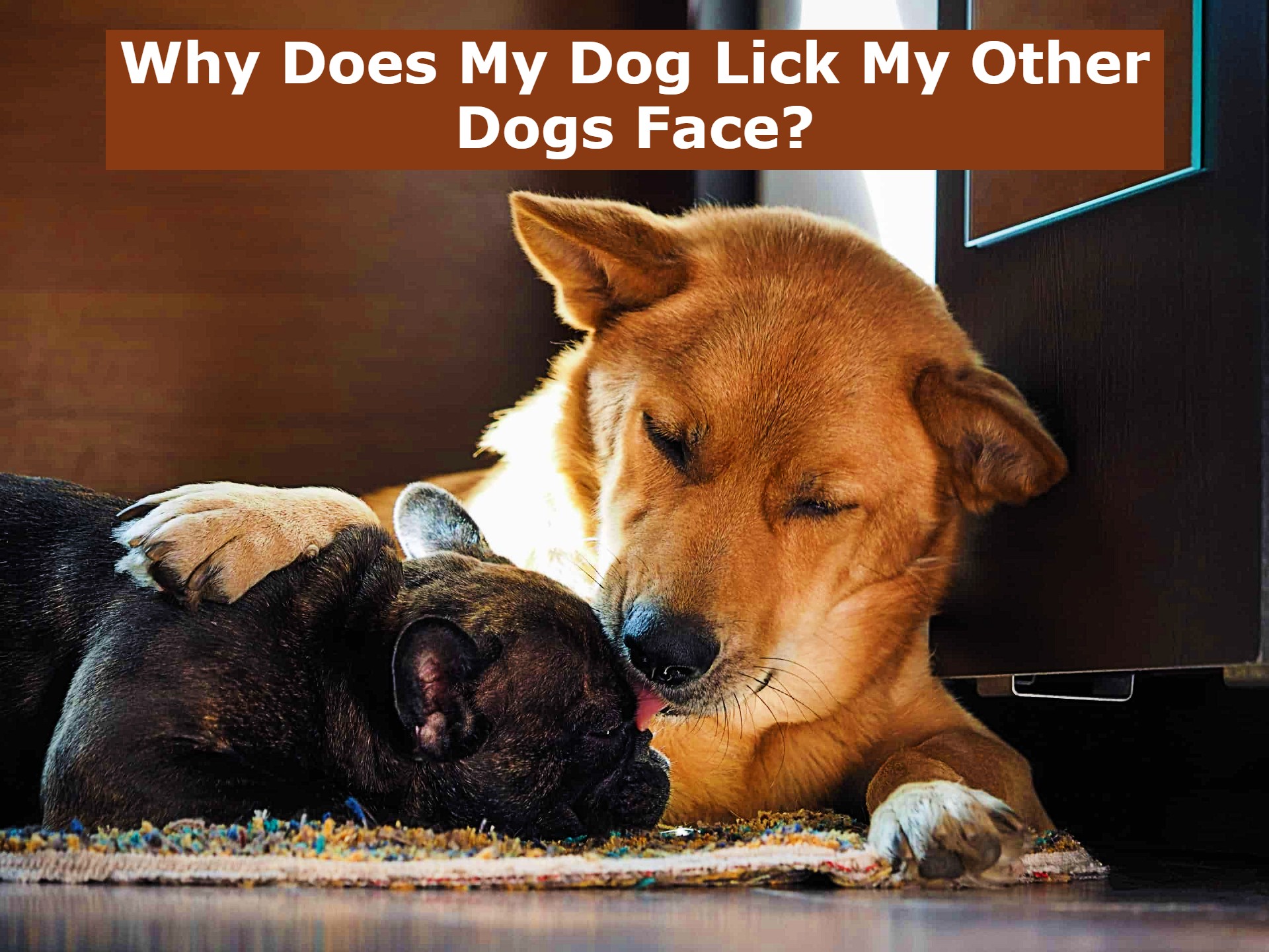 Why Does My Dog Lick My Other Dogs Face?