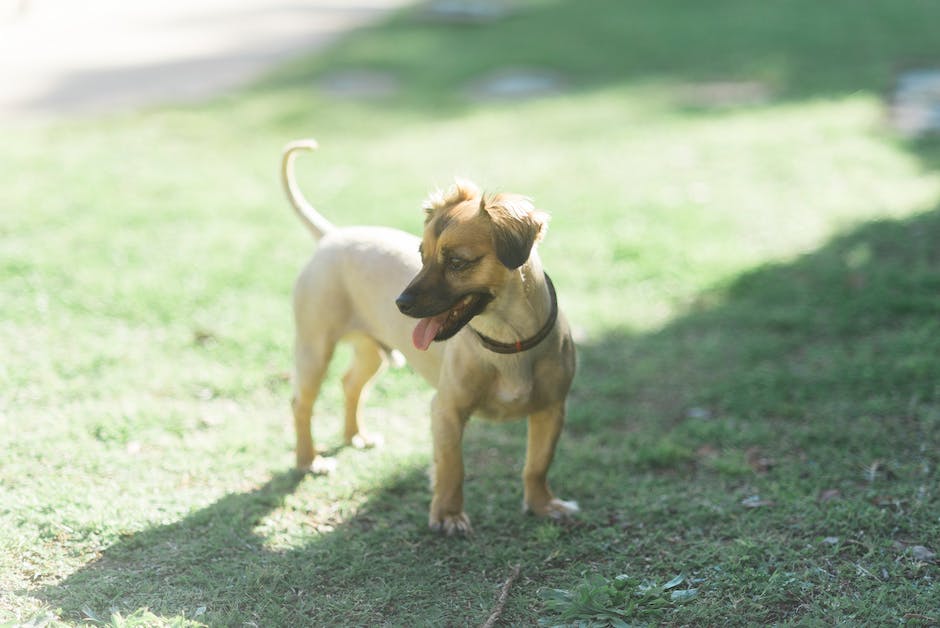 how-to-clean-fake-grass-dog-pee-dognotice