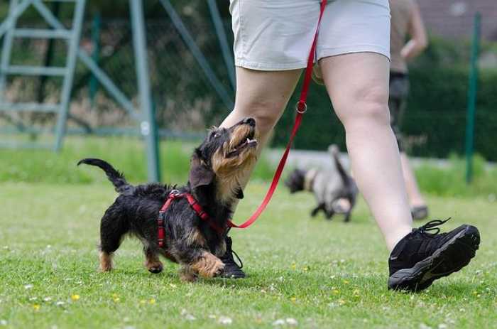 Master Dog Training at Home: Tips for Pawsitive Results!