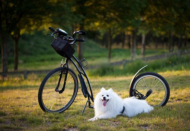 Creating ⁣a Pawsome Training Space: ⁣Tips​ for a Distraction-Free Zone