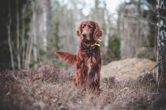 Unleashing‌ the Basics: Essential Training Commands for ‌Every Pup
