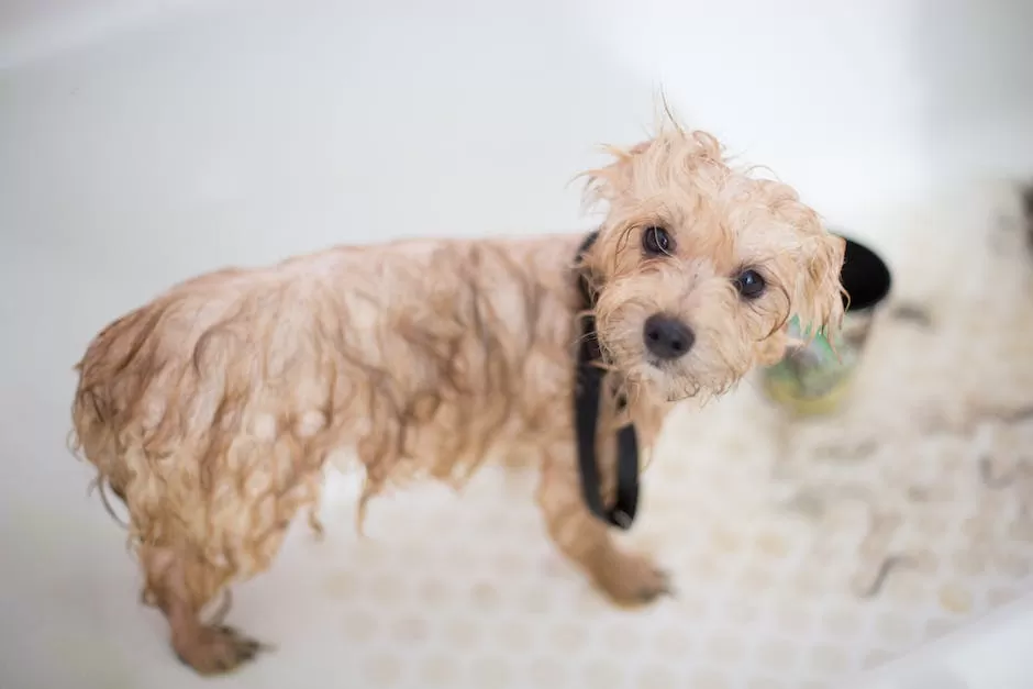 10 Dog Grooming Tips for Nail Trimming_1