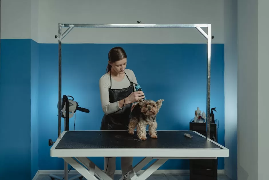 6 Things to Consider When Choosing a Dog Groomer_1