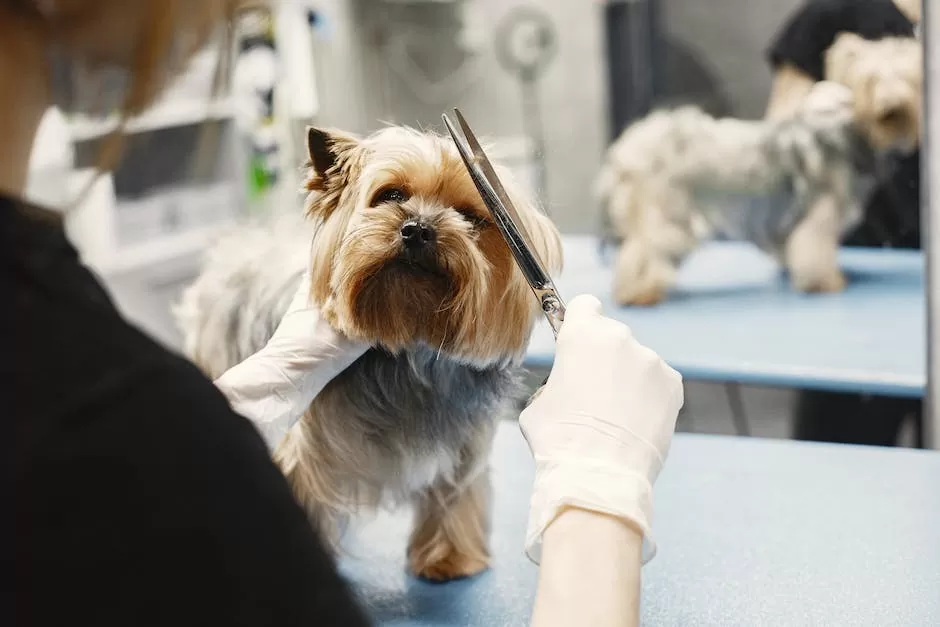 7 Dog Grooming Techniques for Matted Fur_2