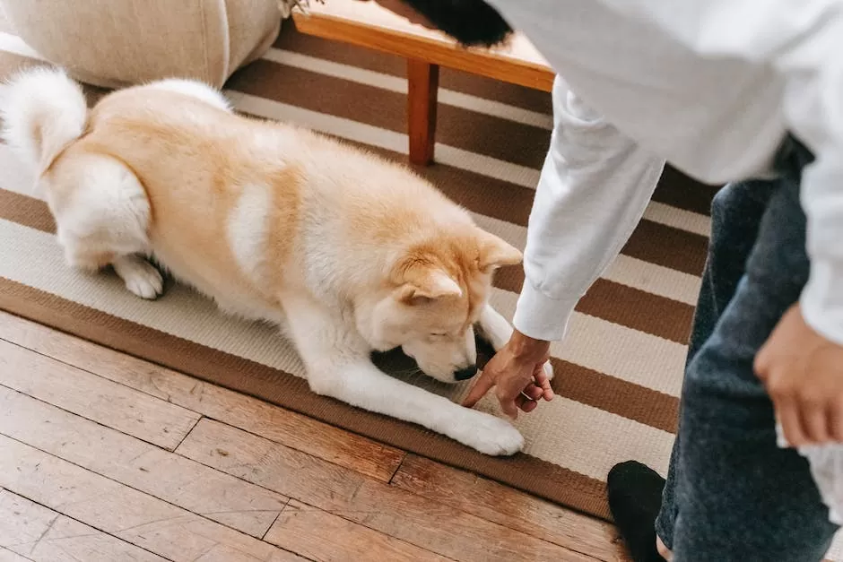 How To Get Dried Dog Pee Out Of Carpet_2